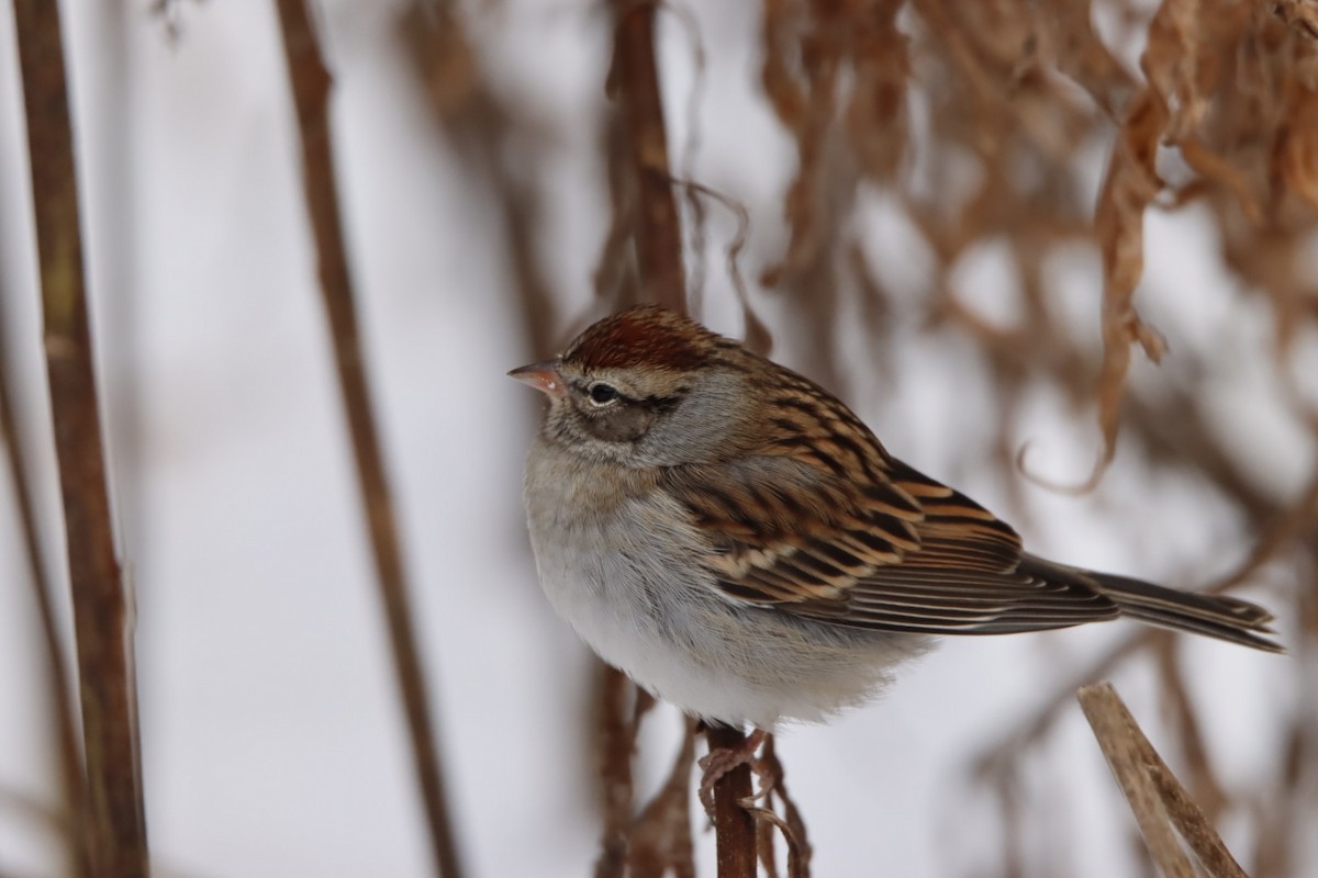 strnádka vrabcovitá - ML646090808