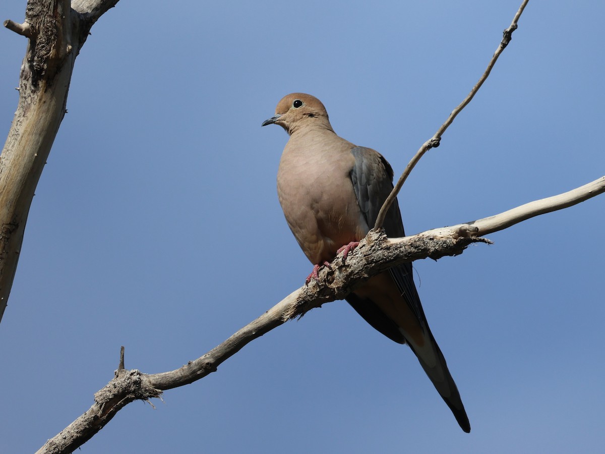 Mourning Dove - ML646090826