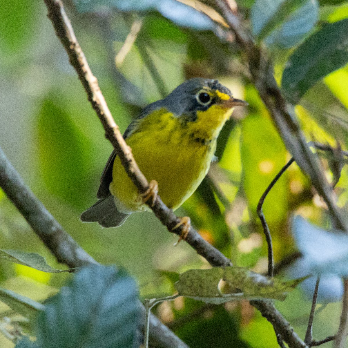 Canada Warbler - ML646090831