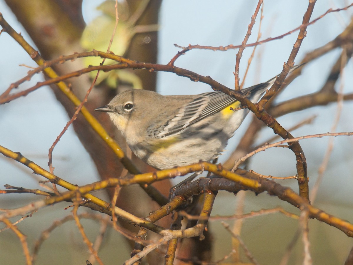 Yellow-rumped Warbler (Audubon's) - ML646090832