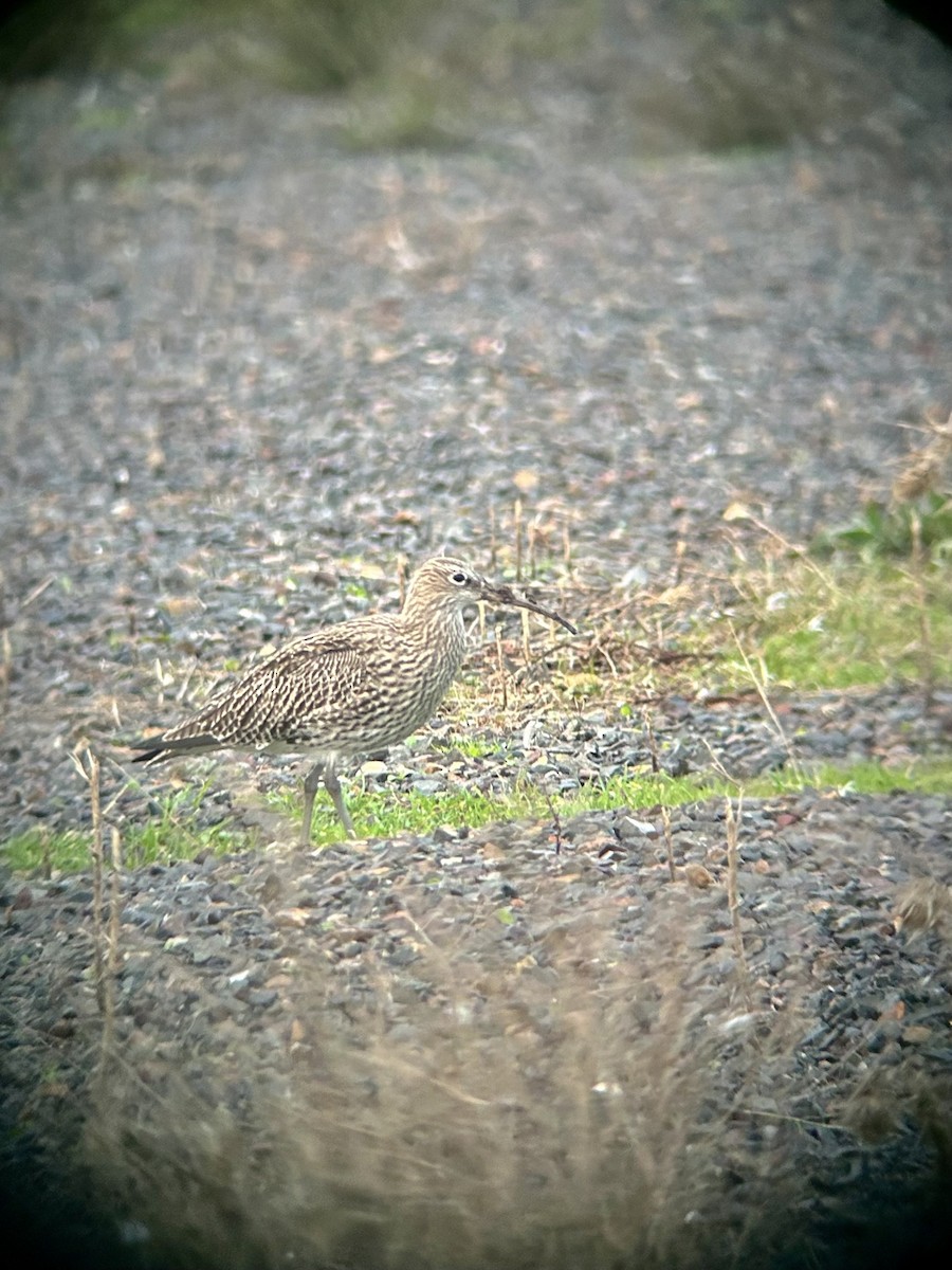 大杓鷸 - ML646090835