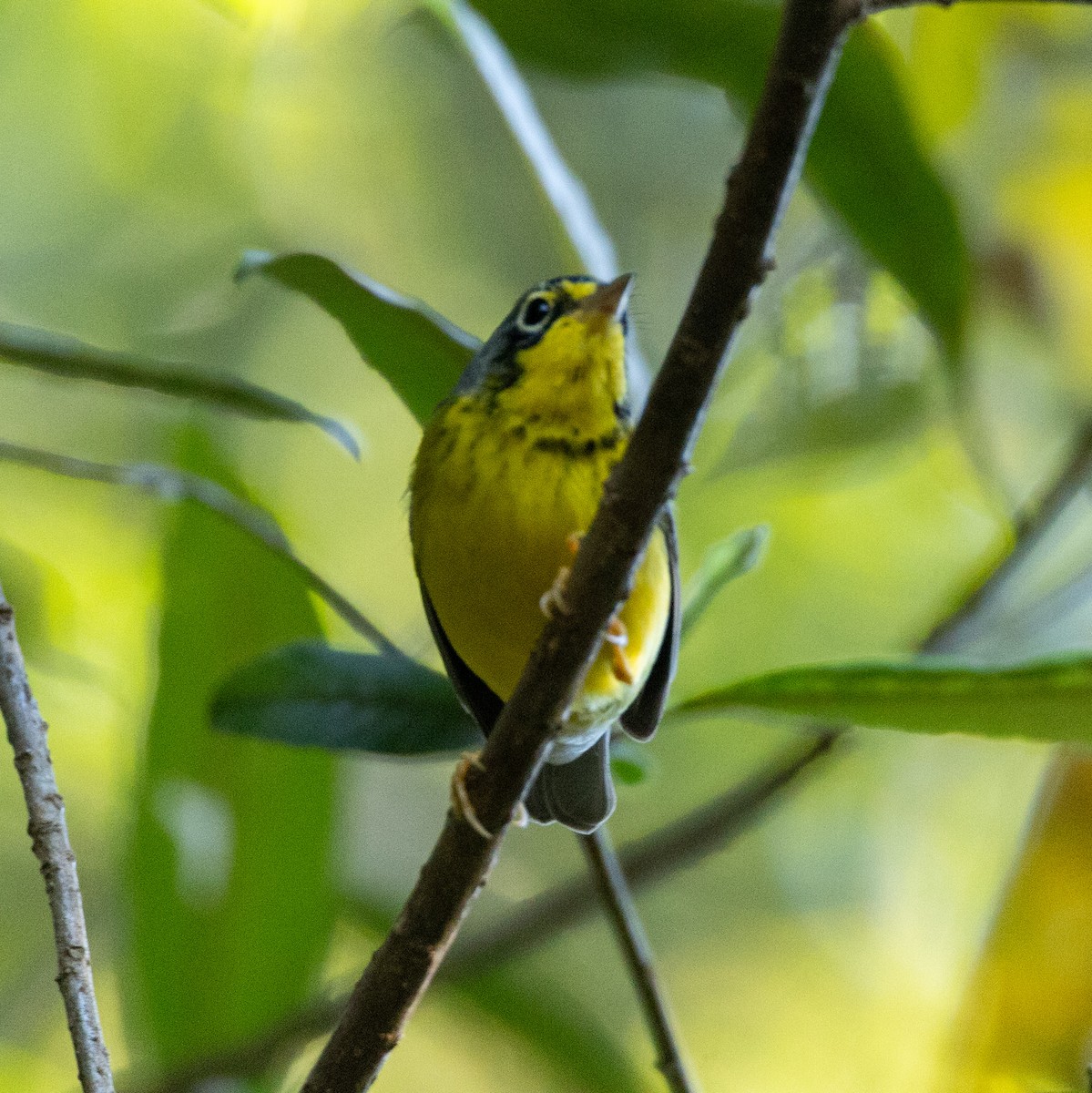 Canada Warbler - ML646090845