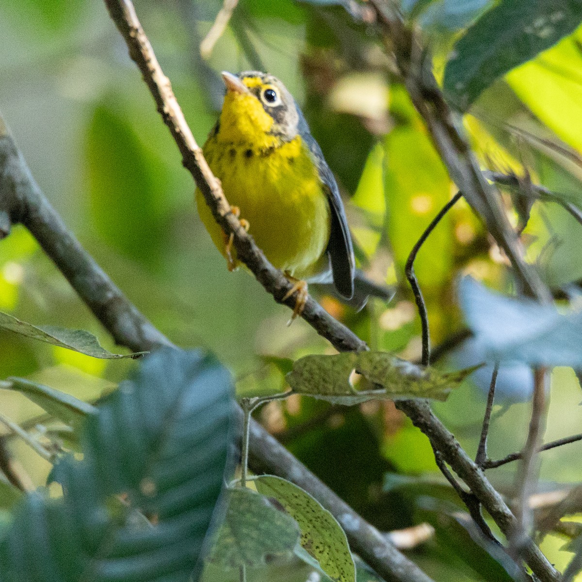 Canada Warbler - ML646090846