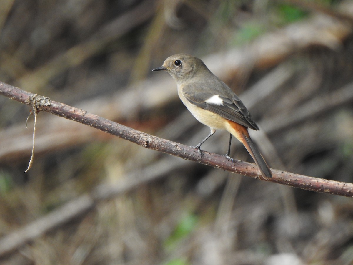 חכלילית סיבירית - ML646090862