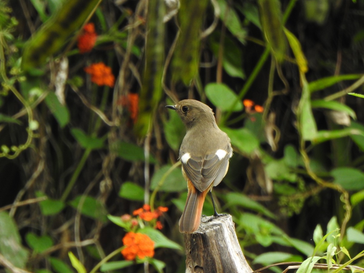 חכלילית סיבירית - ML646090863