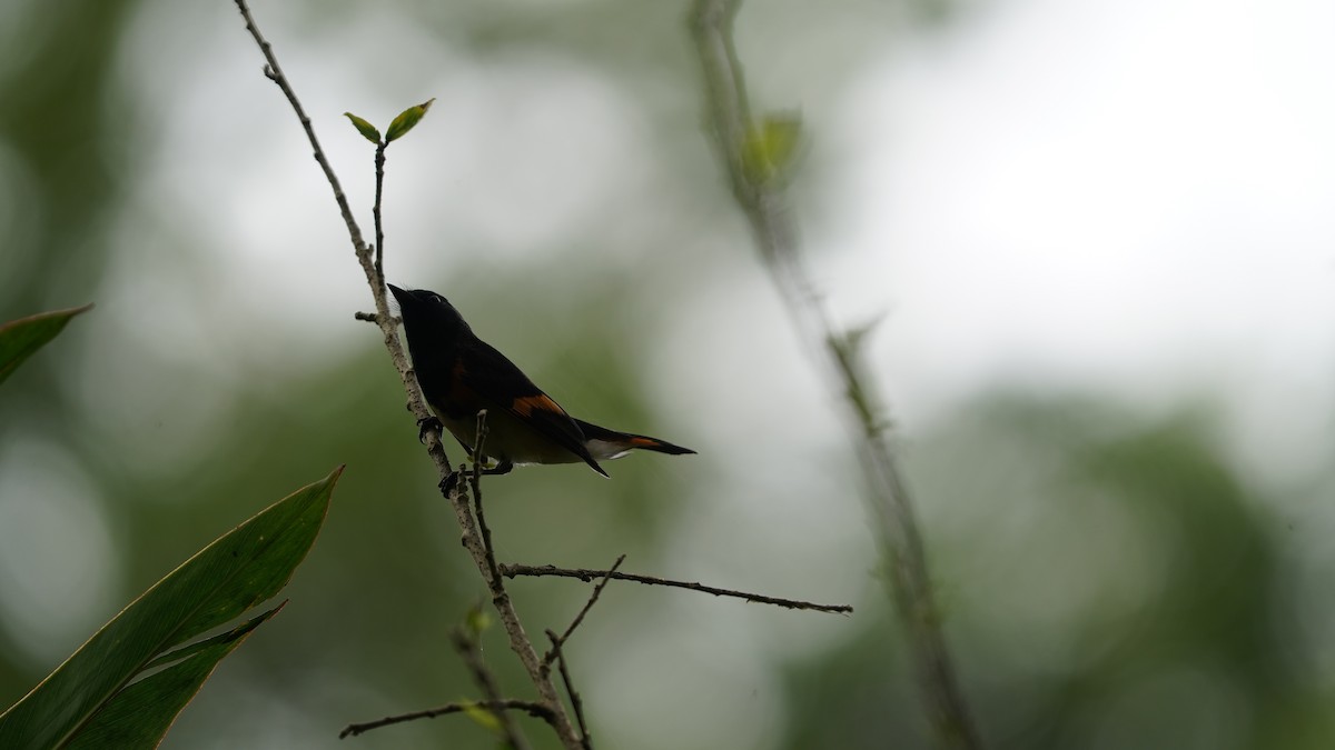 Пісняр горихвістковий - ML646090865