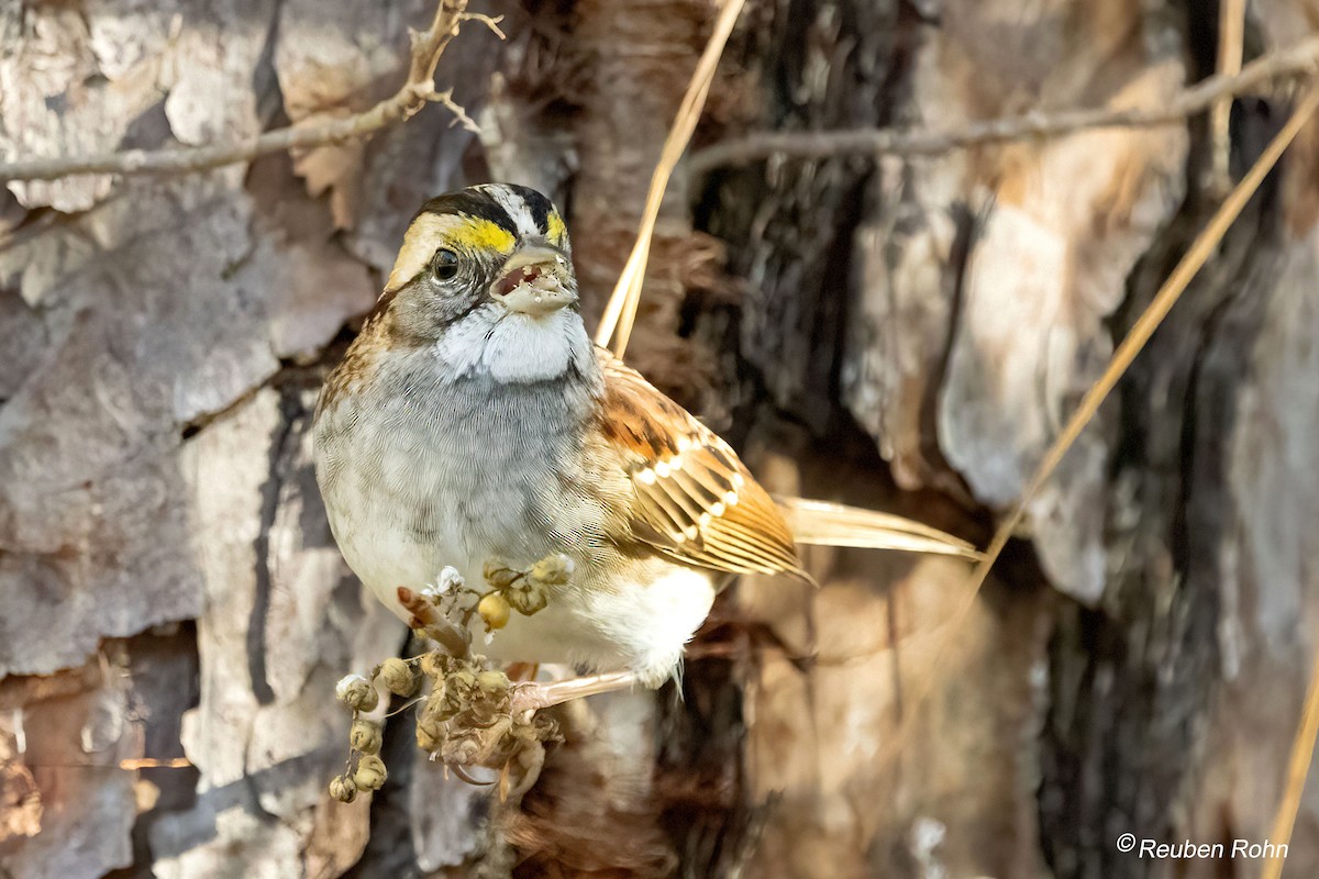 White-throated Sparrow - ML646090866