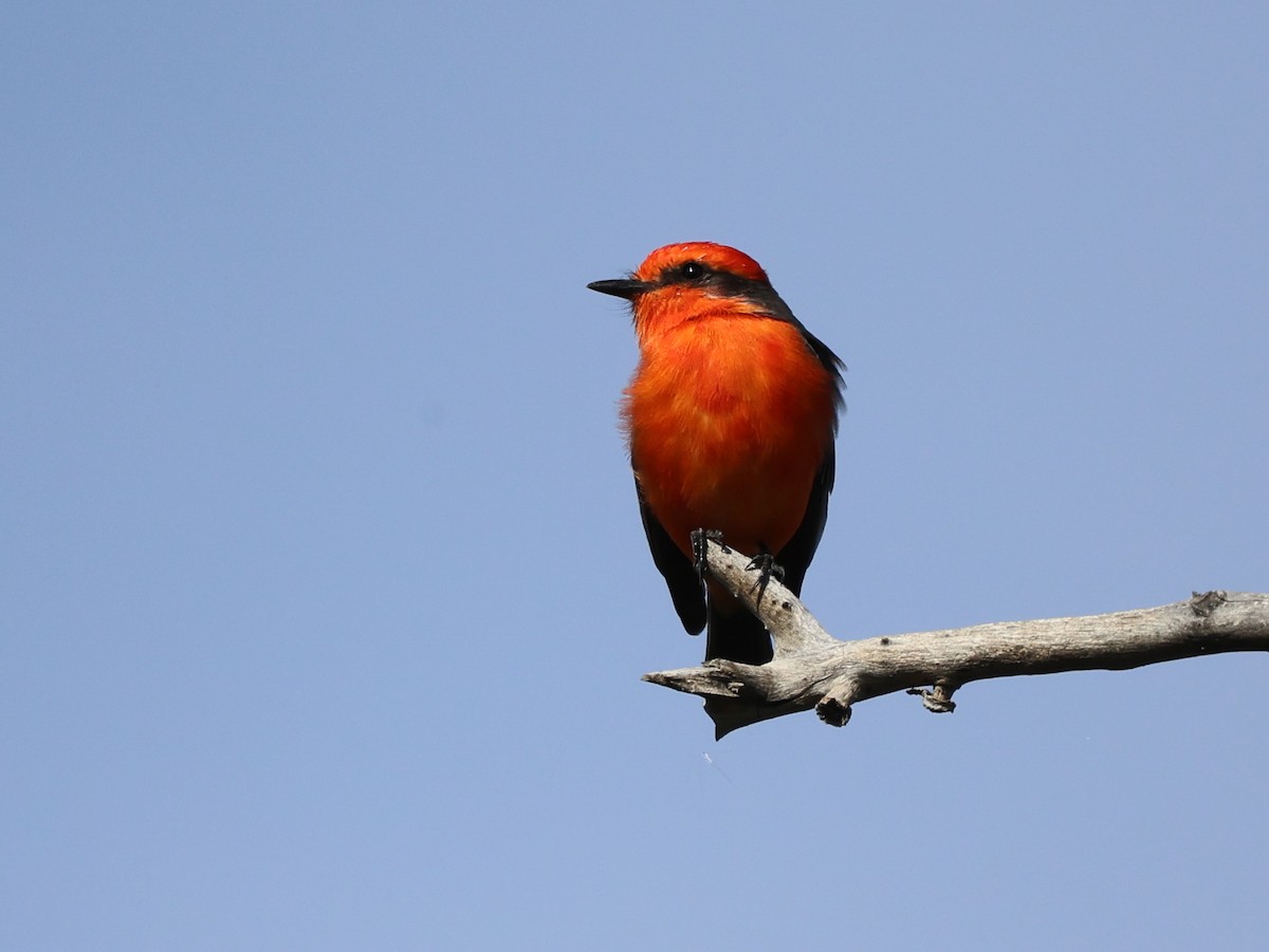 Vermilion Flycatcher - ML646090875