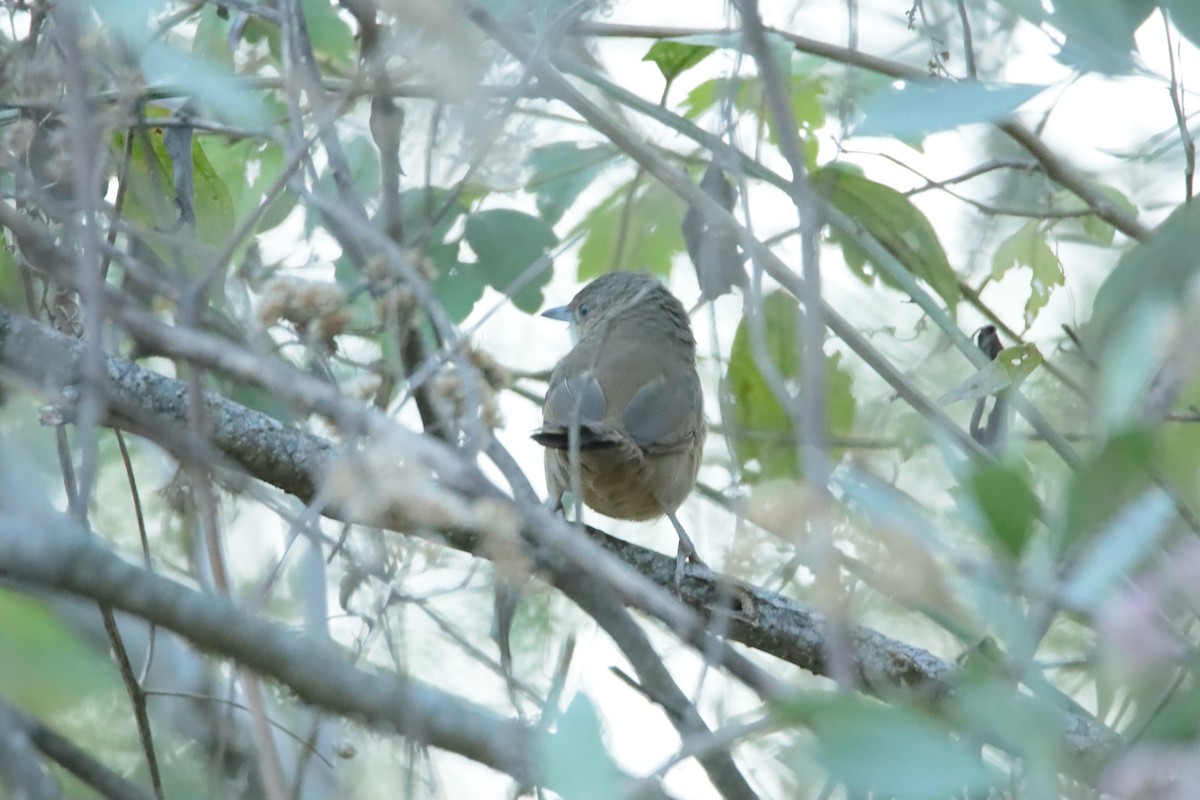 Plain Thornbird - ML646090876