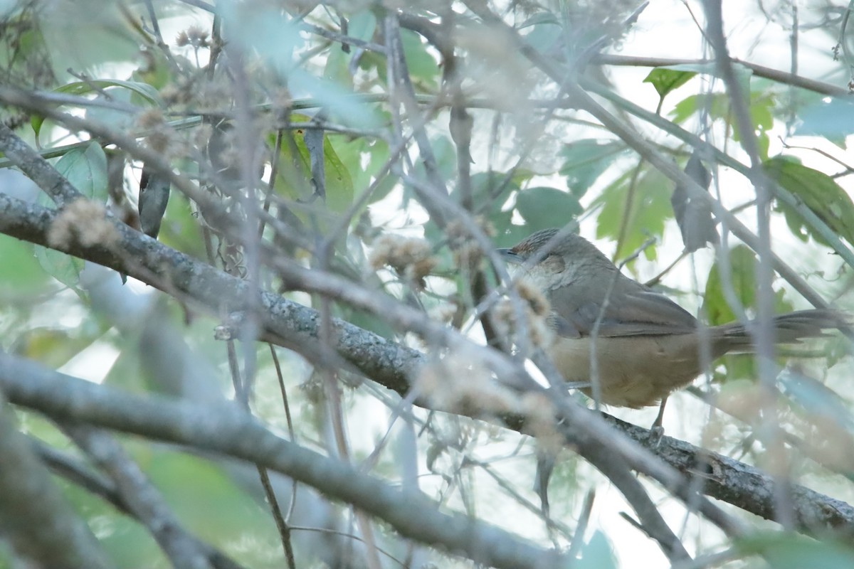 Plain Thornbird - ML646090877