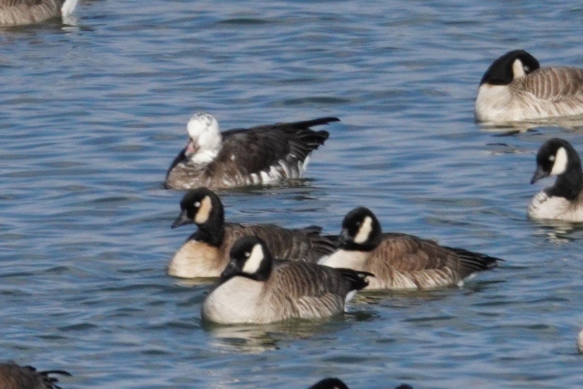 Snow x Cackling Goose (hybrid) - ML646090891