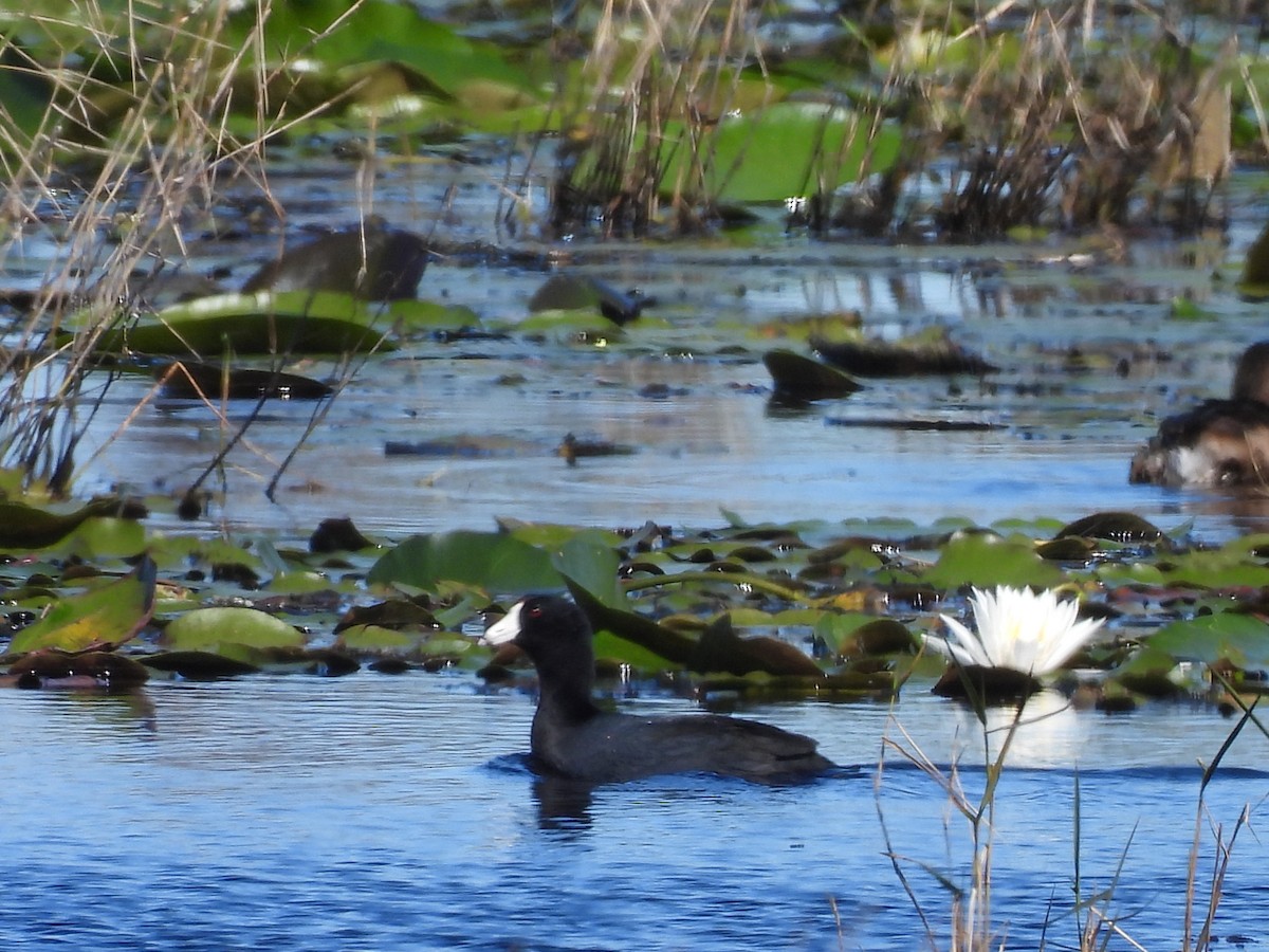 American Coot - ML646090907