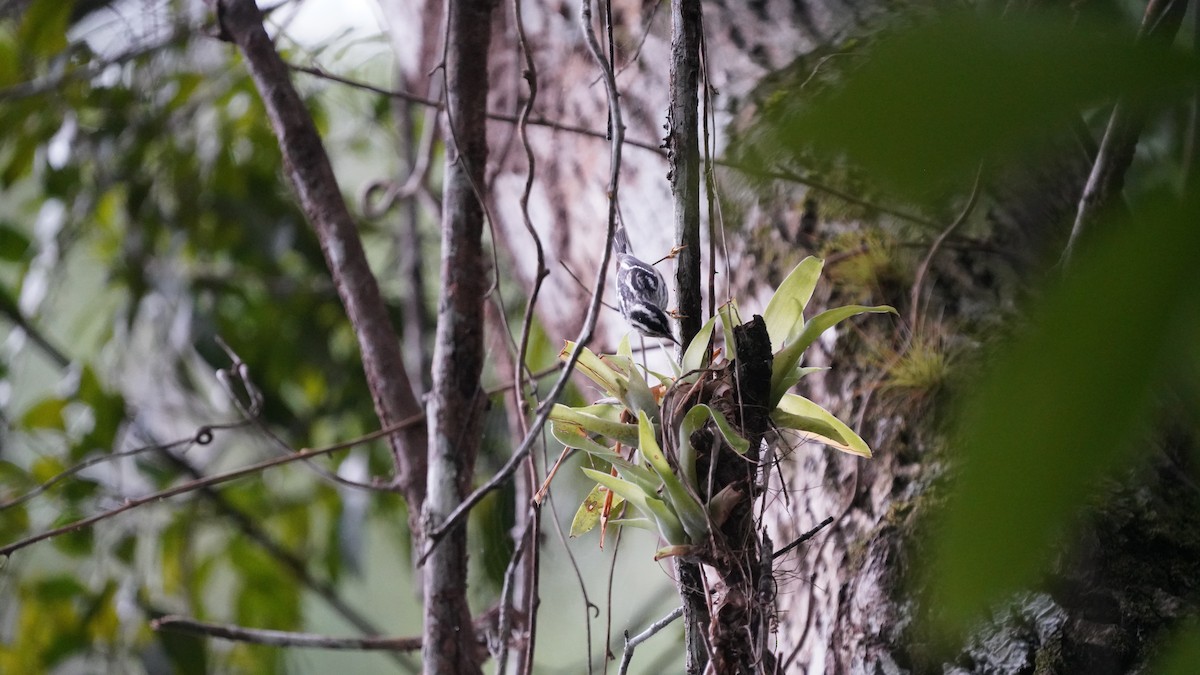 Black-and-white Warbler - ML646090908