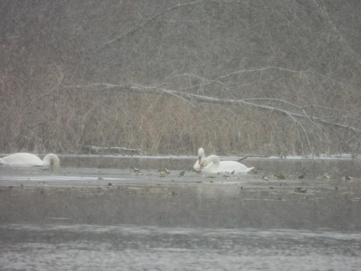 コブハクチョウ - ML646090909