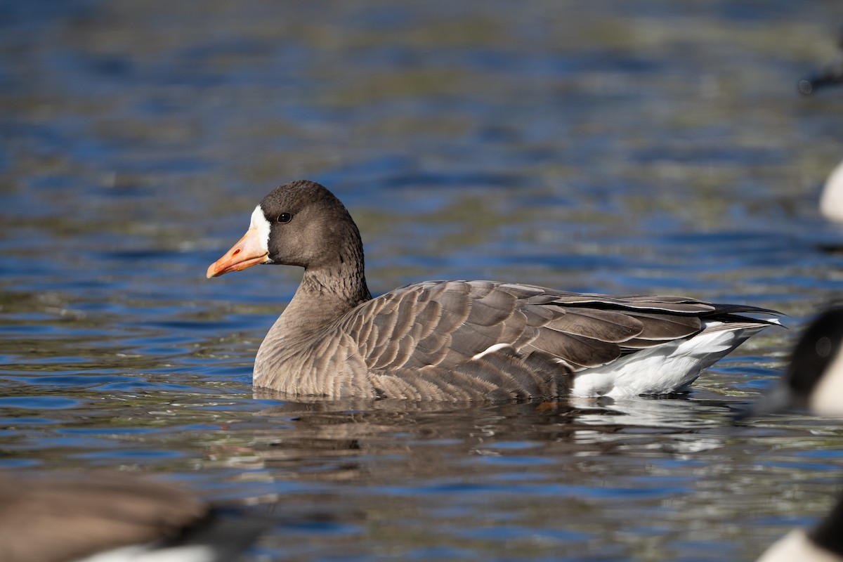 Greater White-fronted Goose - ML646090910