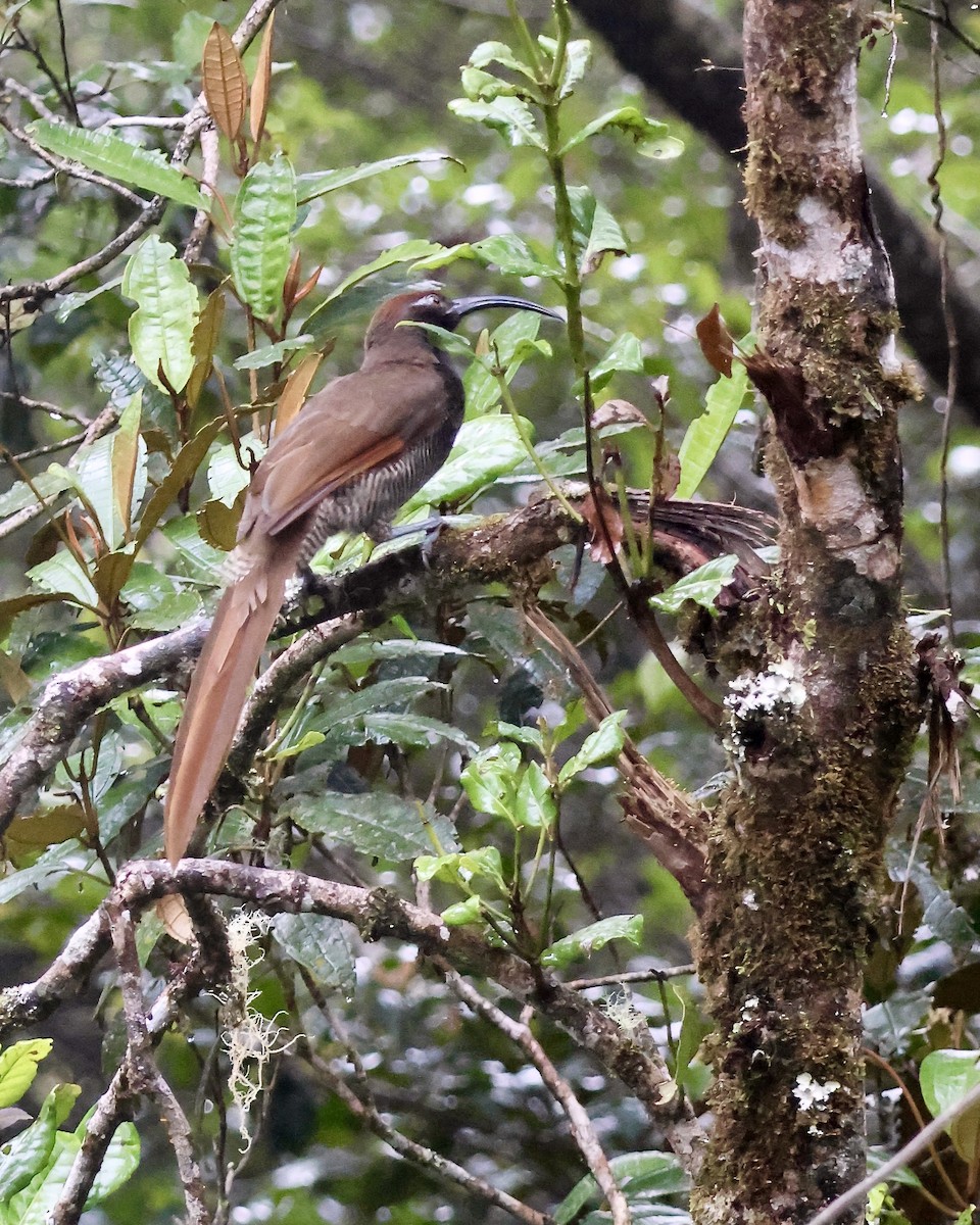 Black Sicklebill - ML646090920