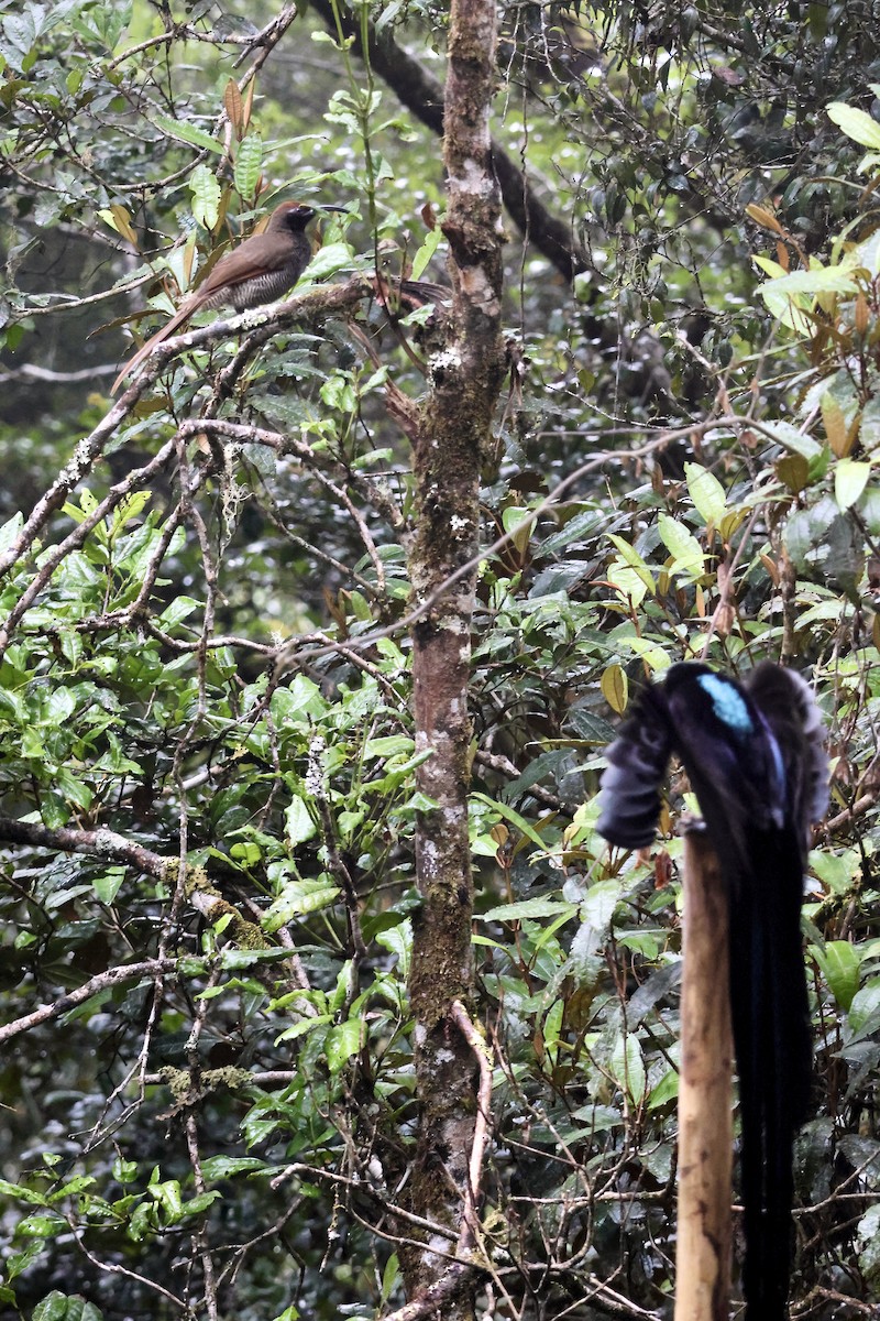 Black Sicklebill - ML646090921
