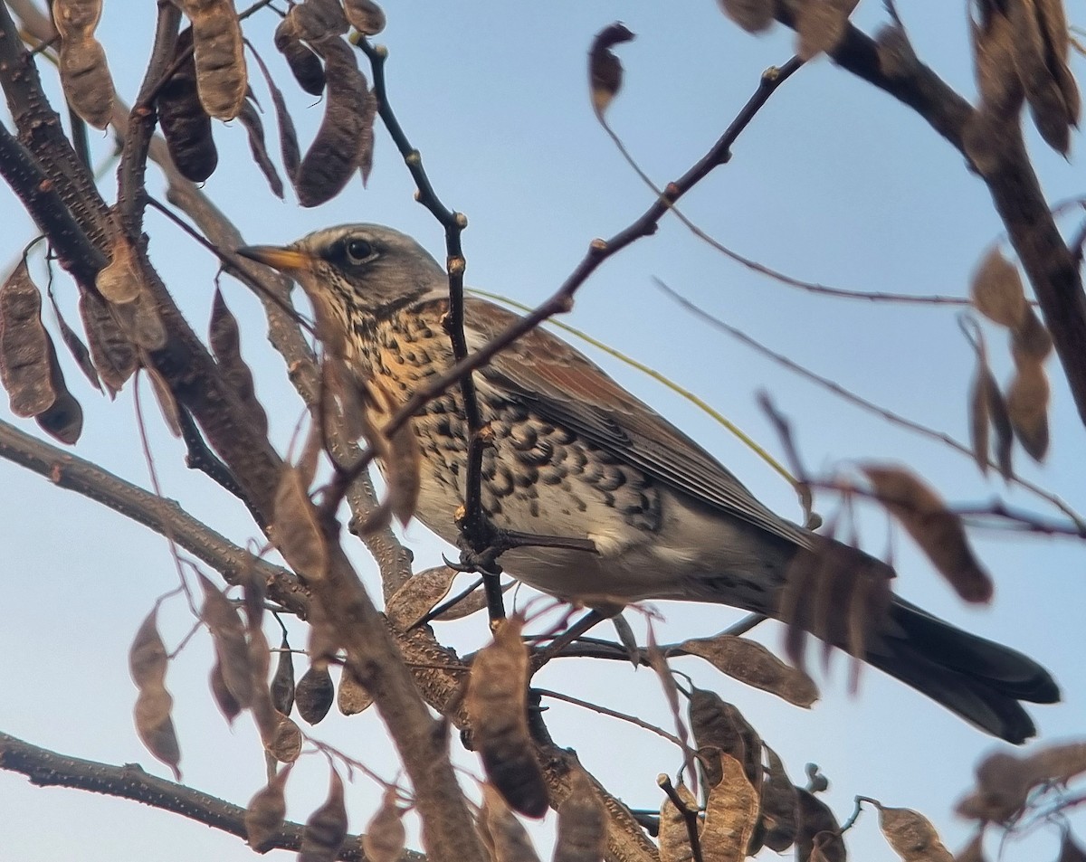 Fieldfare - ML646090928