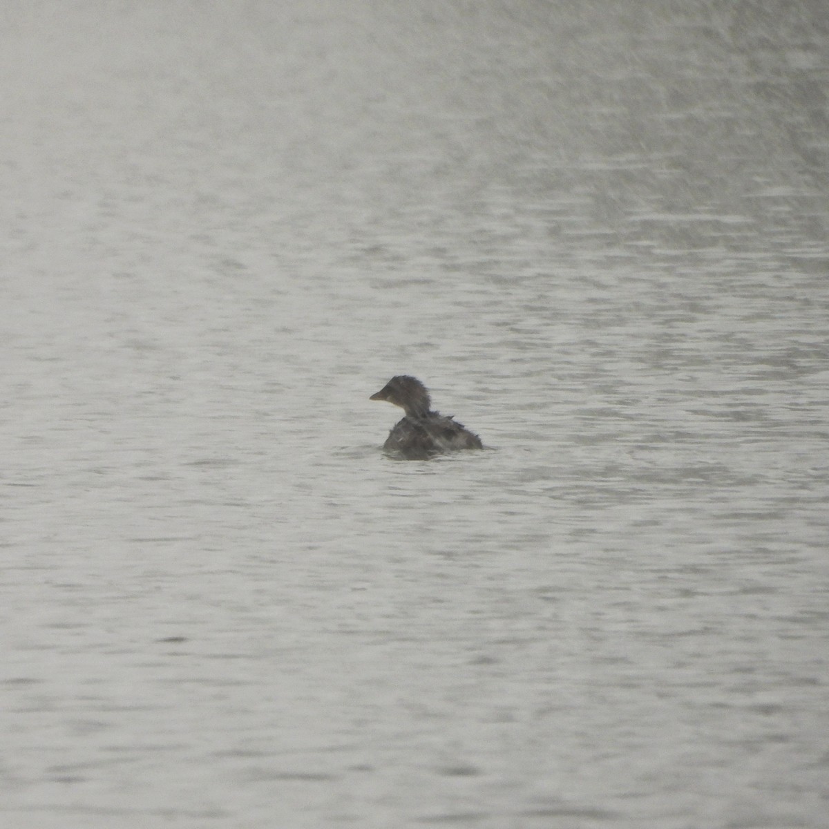 オビハシカイツブリ - ML646090932