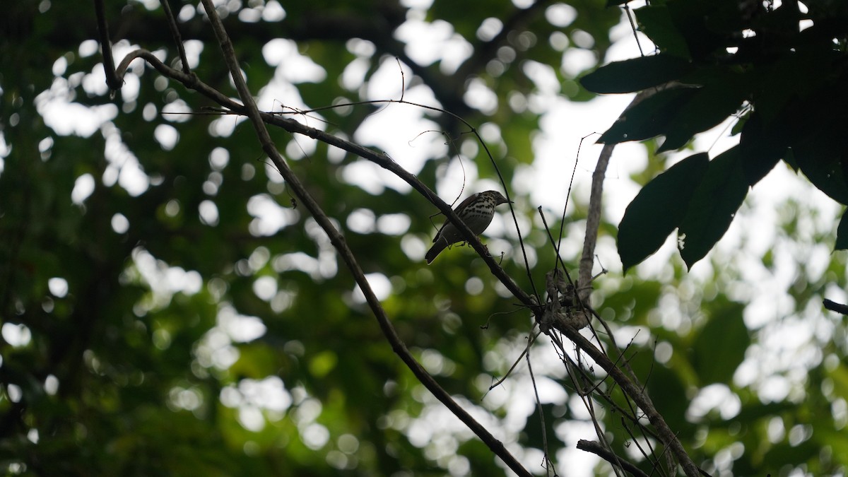 Wood Thrush - ML646090943