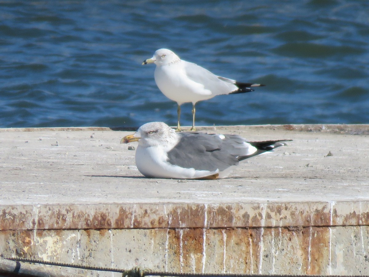 Zafferano - ML646090944