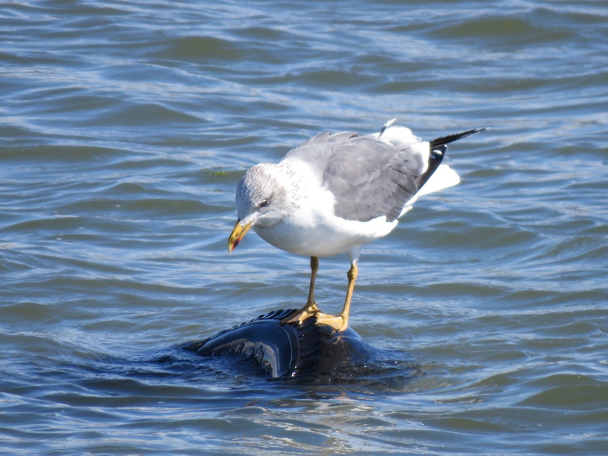 Zafferano - ML646090945