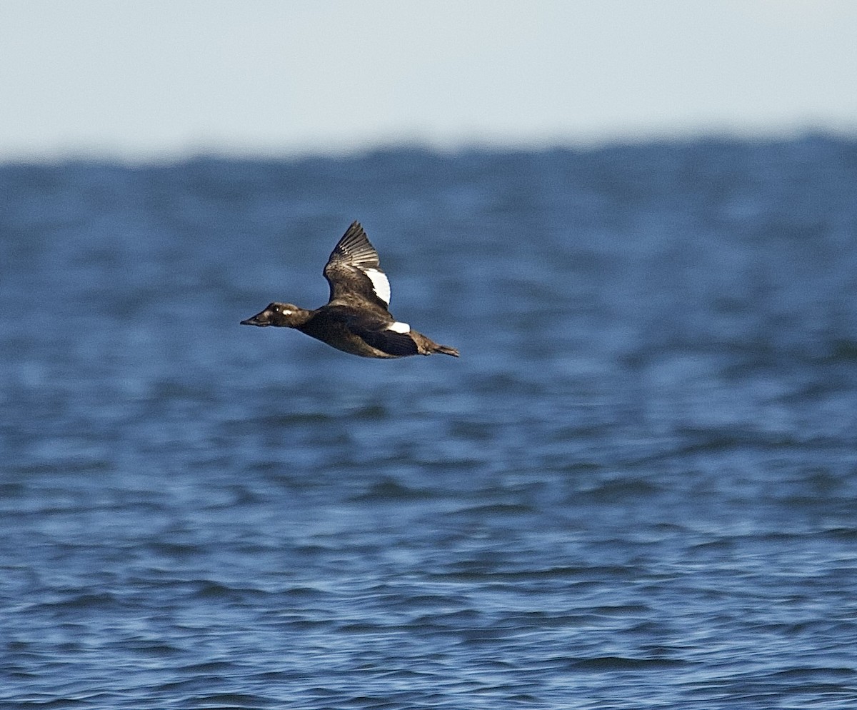 Macreuse à ailes blanches - ML646090946
