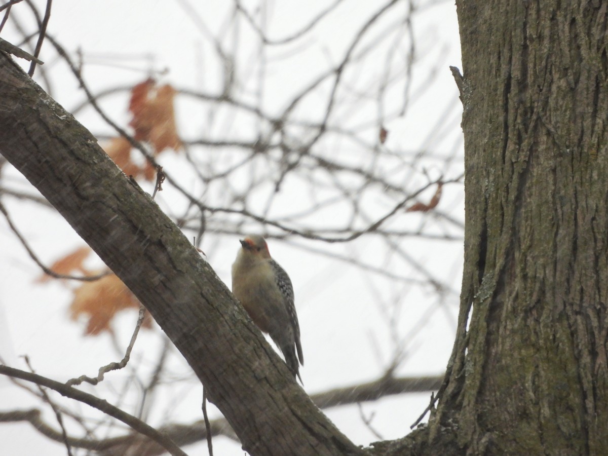 Каролинский дятел - ML646090950