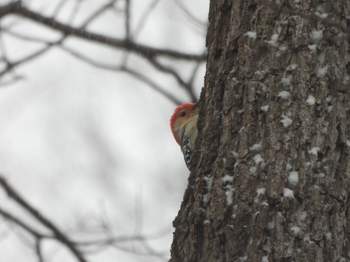 Каролинский дятел - ML646090952