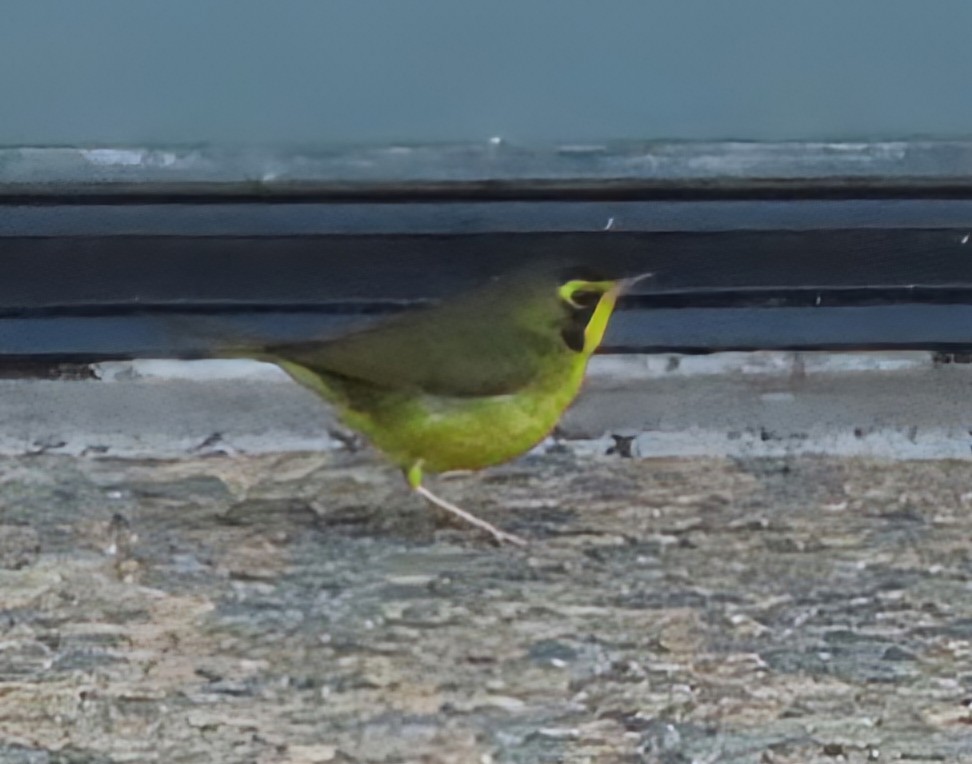 Kentaki Ötleğeni - ML646090974