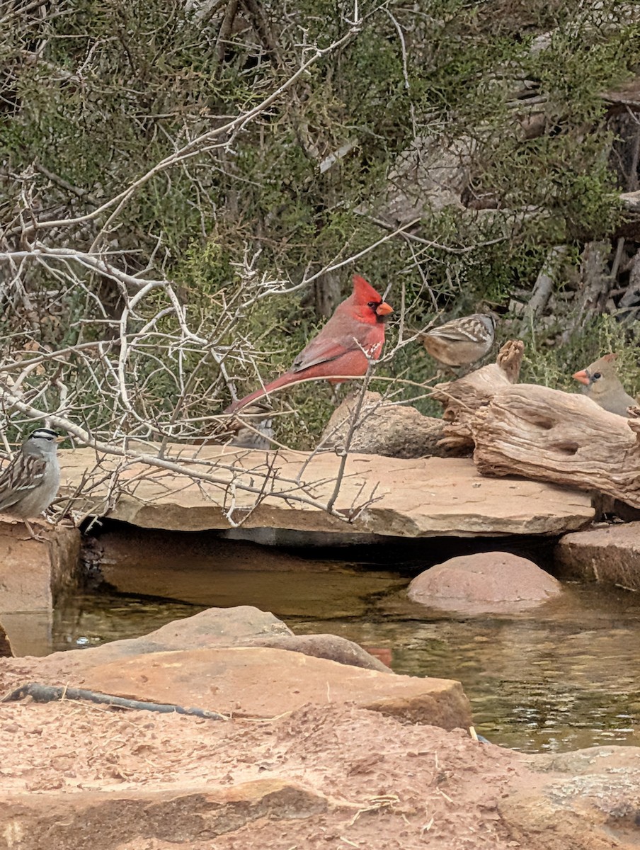 Cardinal rouge - ML646090999