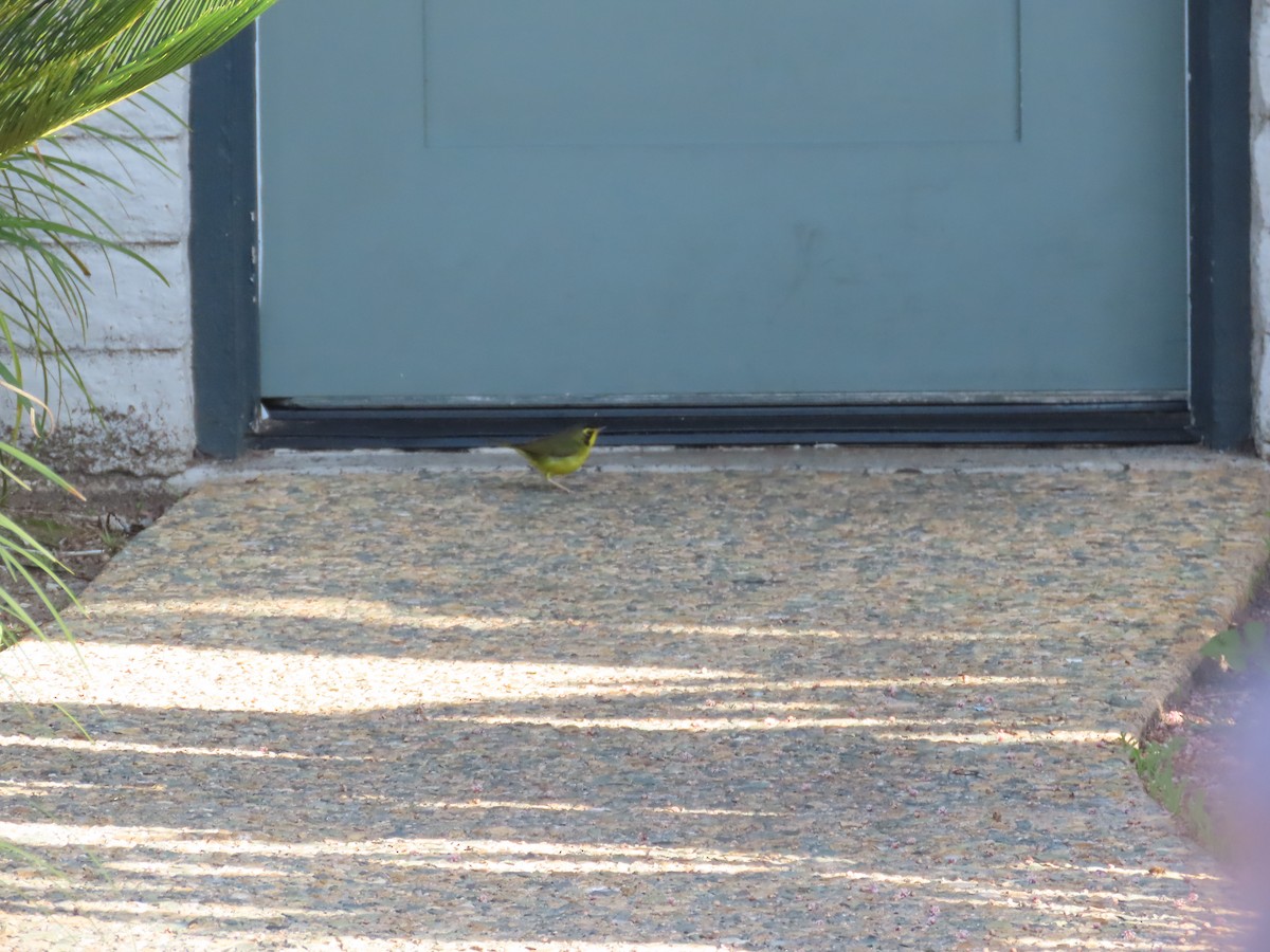 Kentaki Ötleğeni - ML646091000