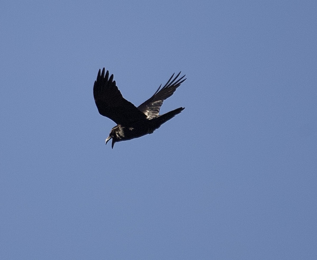 Erroi handia - ML646091004