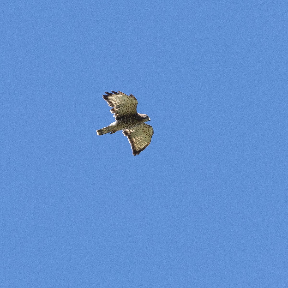 Broad-winged Hawk - ML646091009