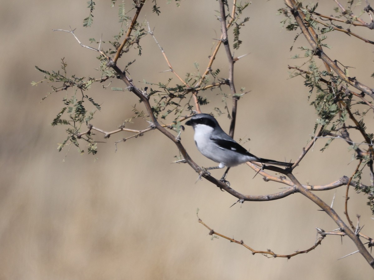 Loggerhead Shrike - ML646091019
