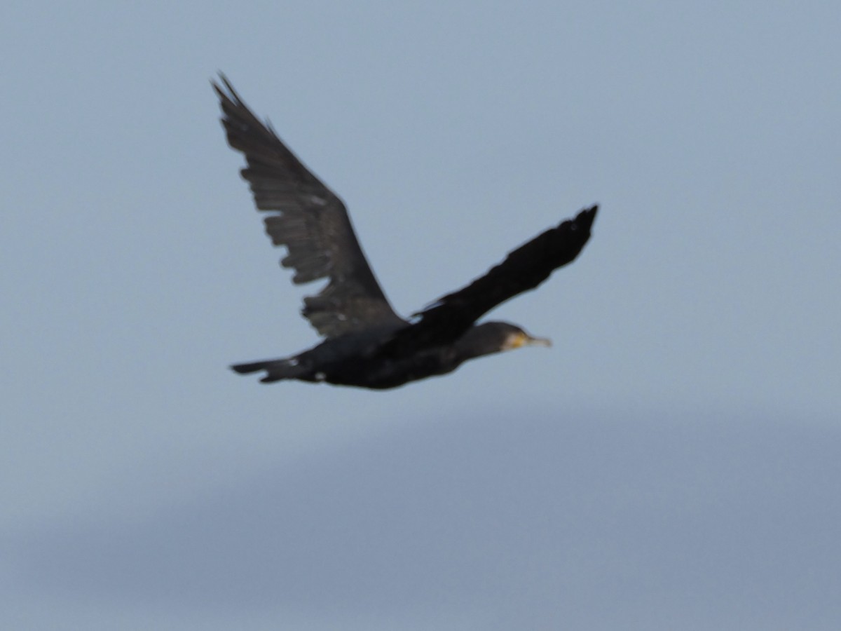 Grand Cormoran - ML646091027