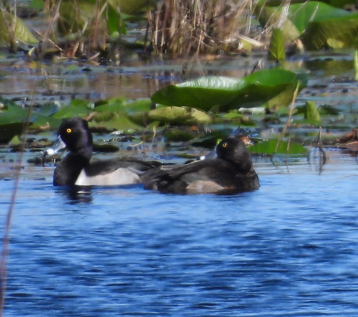 環頸潛鴨 - ML646091029