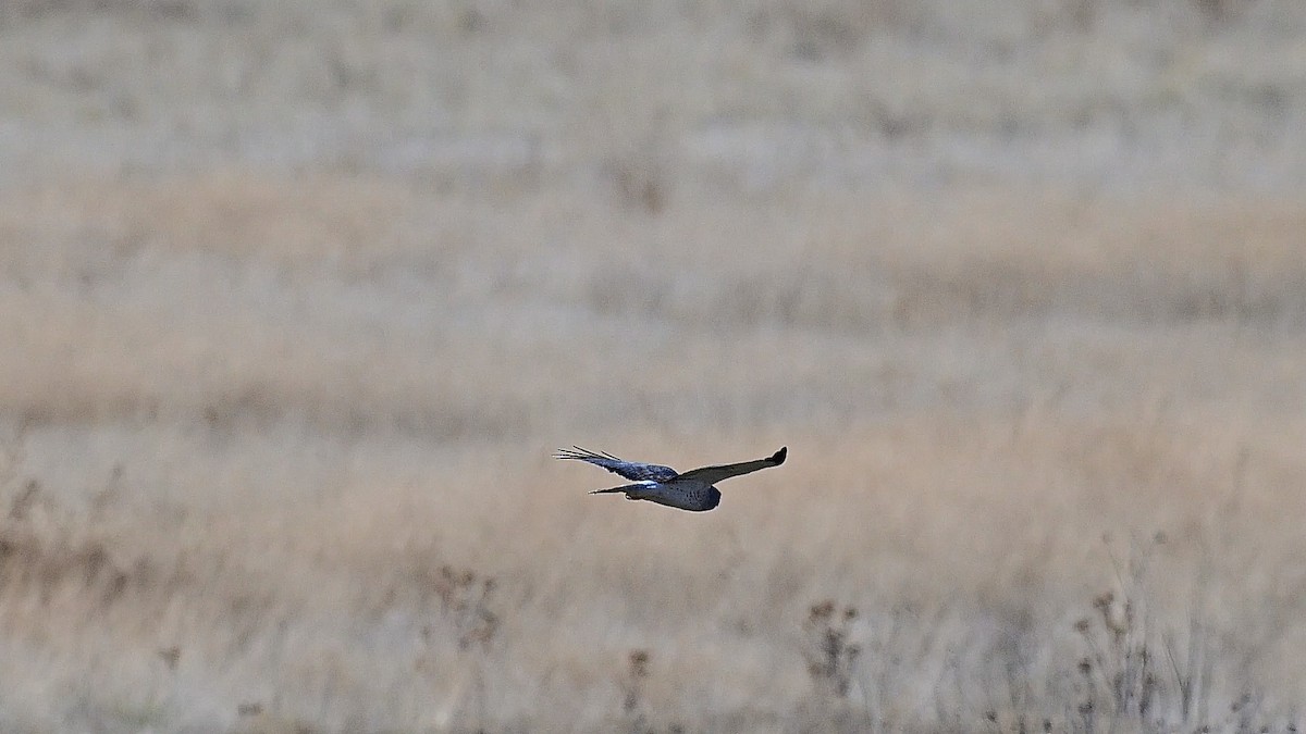 Busard des marais - ML646091034