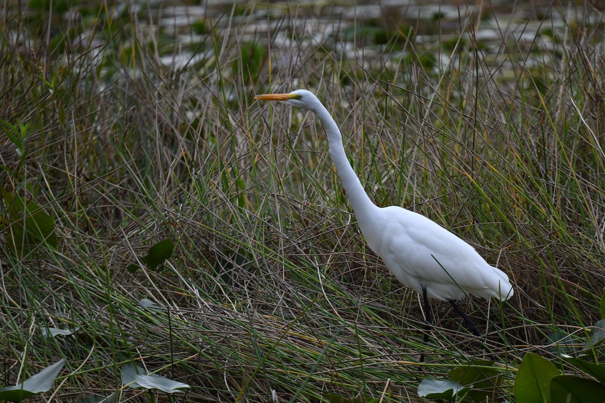 Great Egret - ML646091043