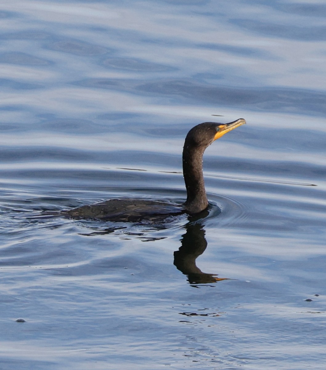 Double-crested Cormorant - ML646091047