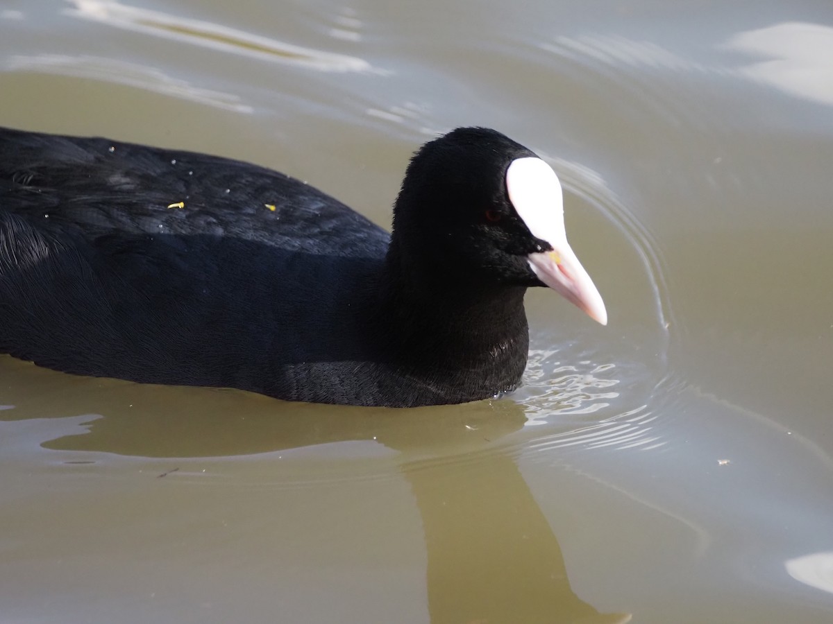 Eurasian Coot - ML646091049