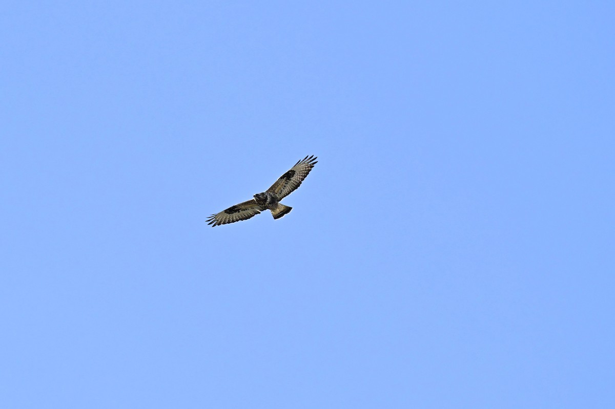 Buse pattue - ML646091053