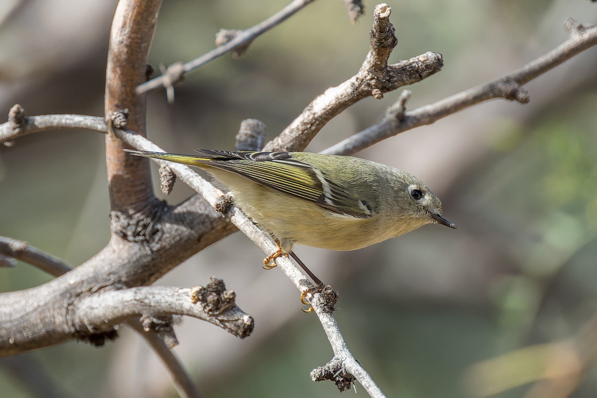 Ruby-crowned Kinglet - ML646091057