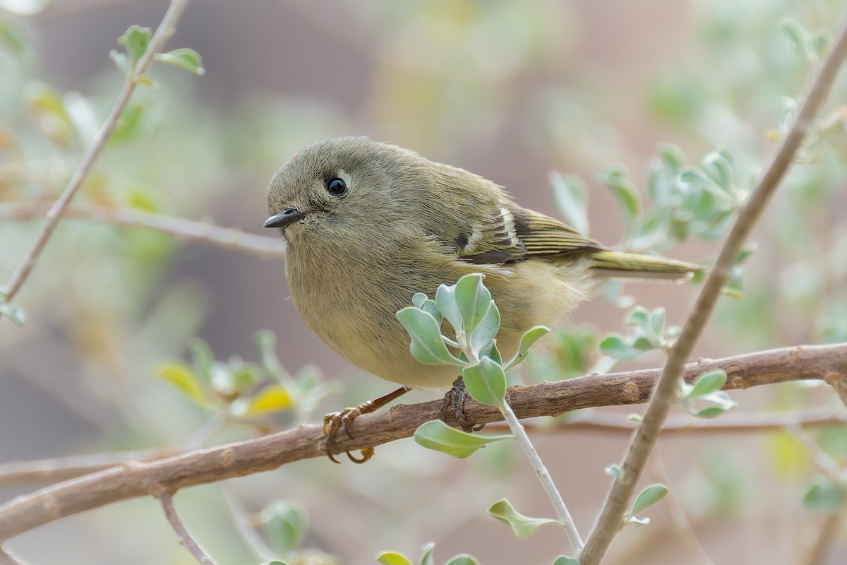 Ruby-crowned Kinglet - ML646091058