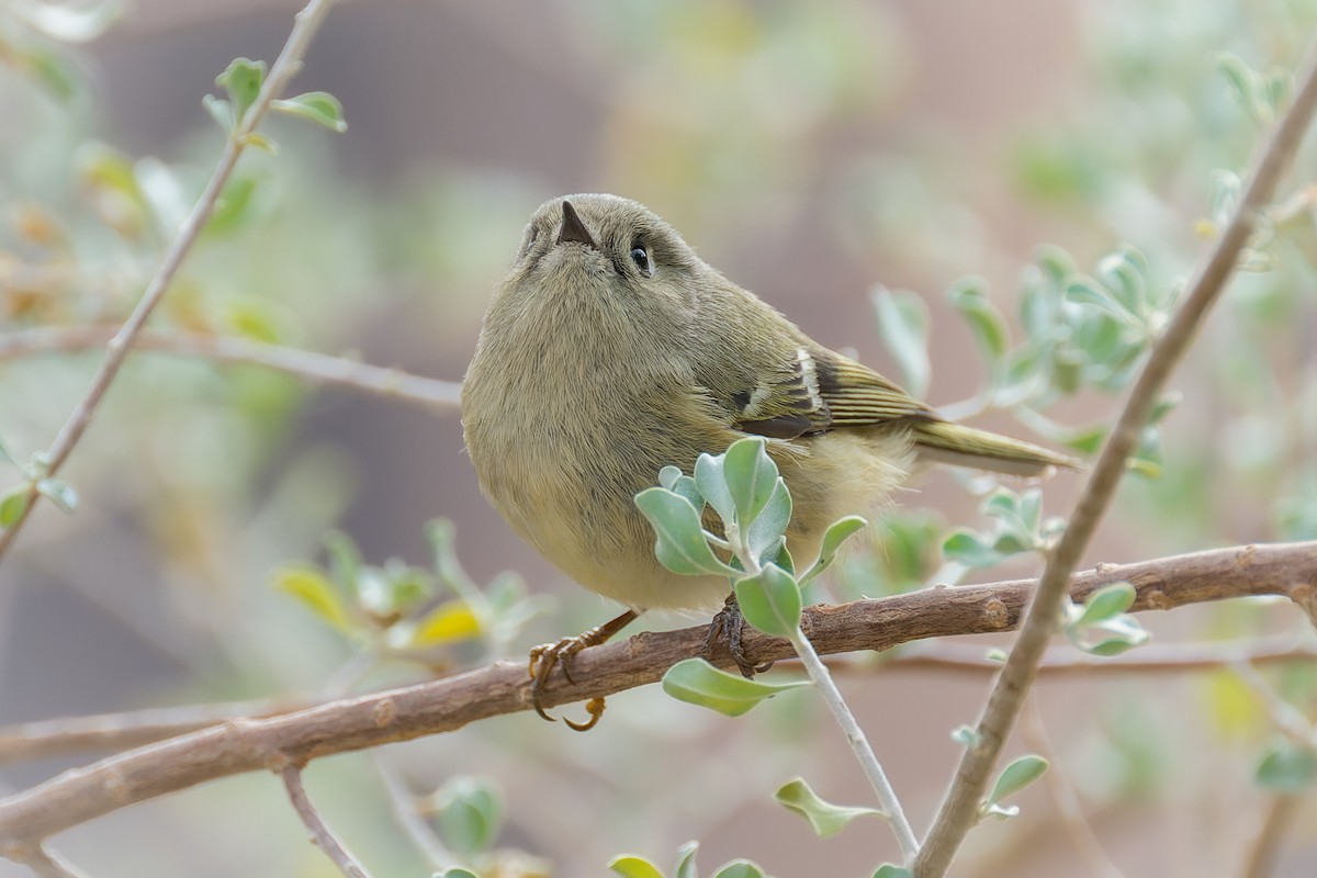 Ruby-crowned Kinglet - ML646091059