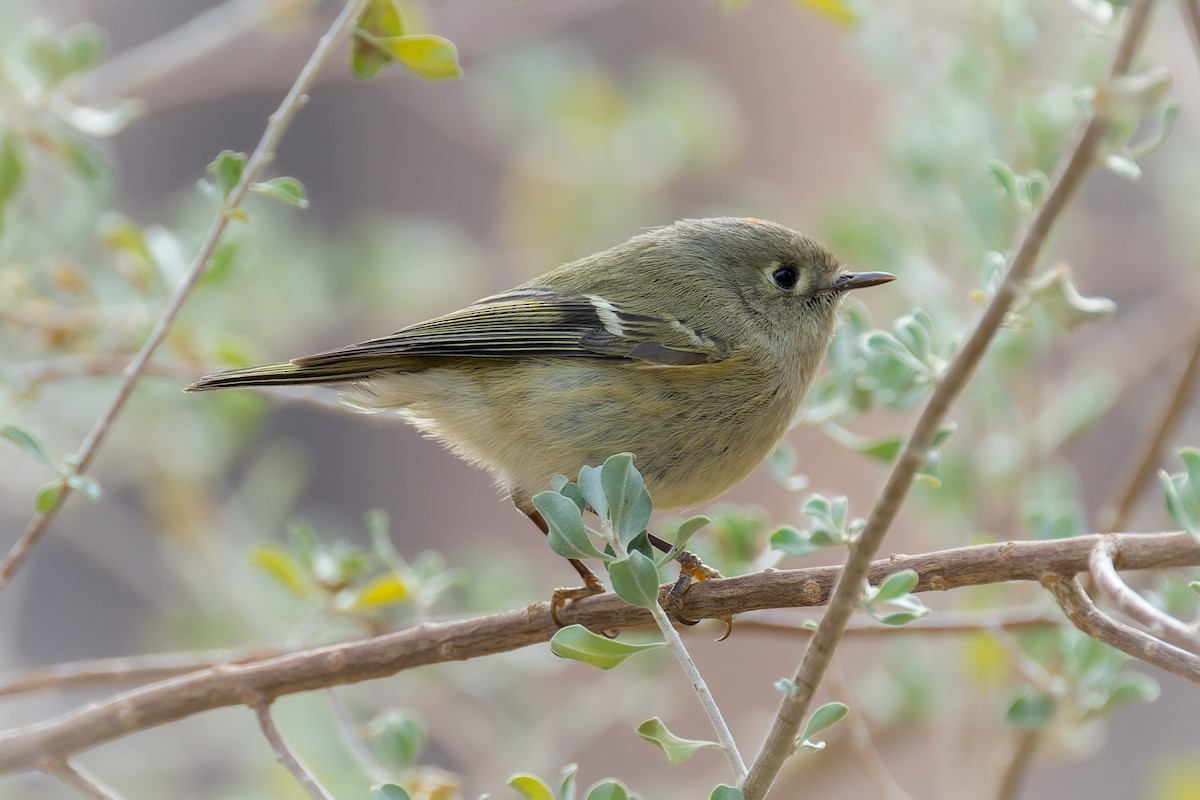 Ruby-crowned Kinglet - ML646091060