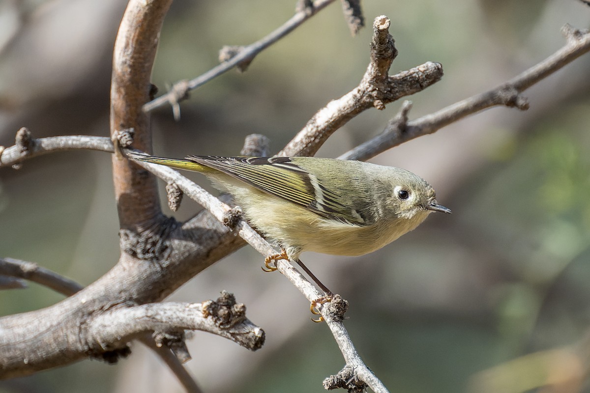 Ruby-crowned Kinglet - ML646091061