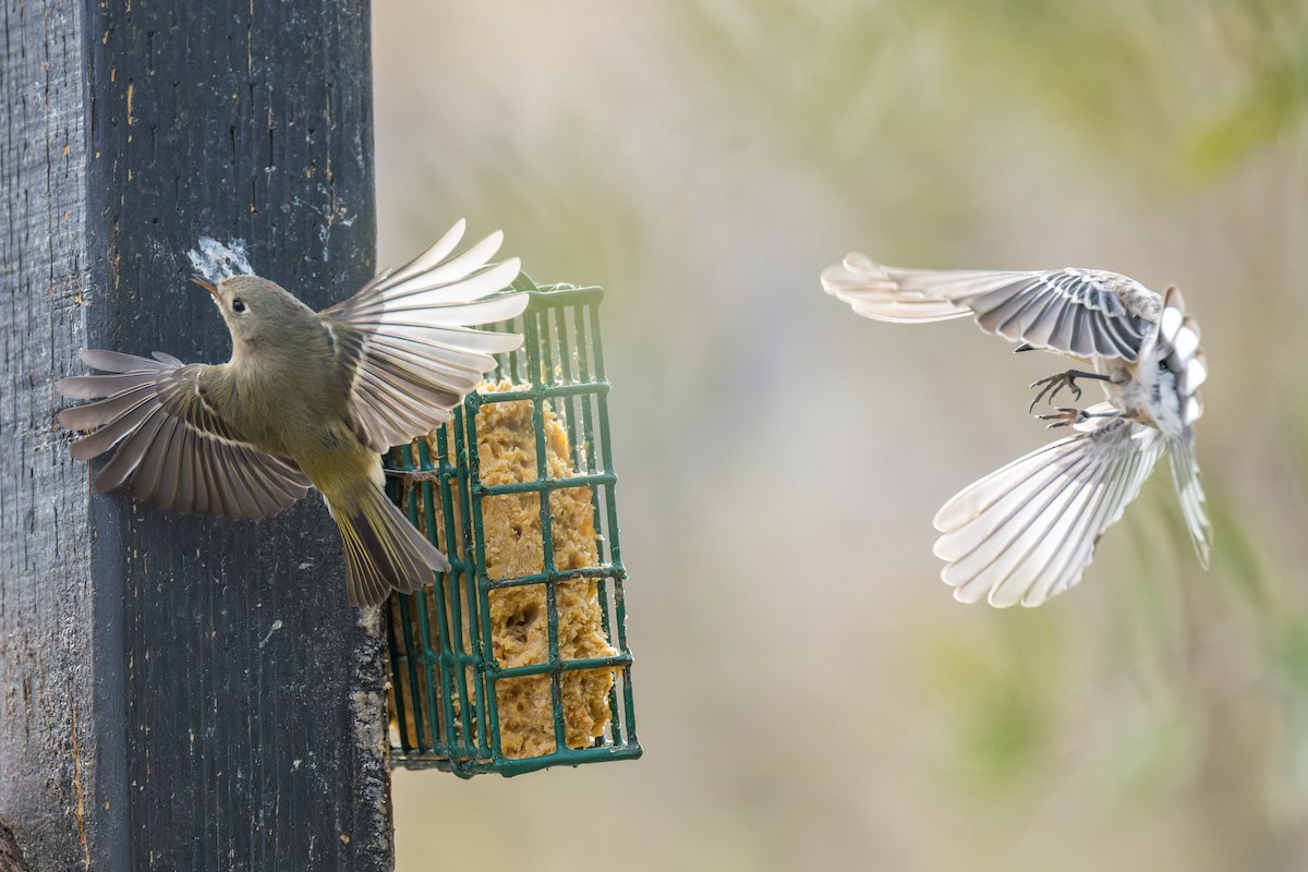 Ruby-crowned Kinglet - ML646091062