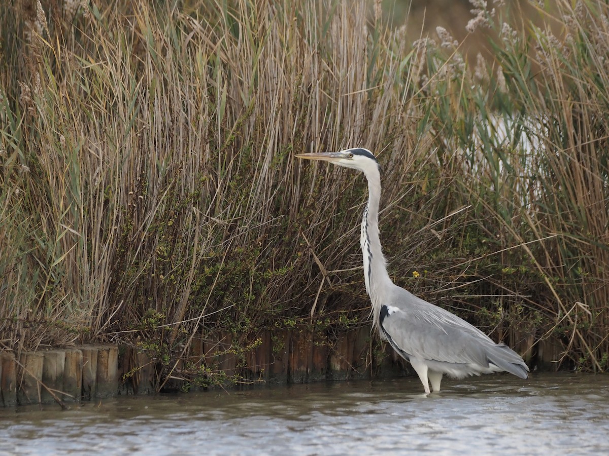 Gray Heron - ML646091071