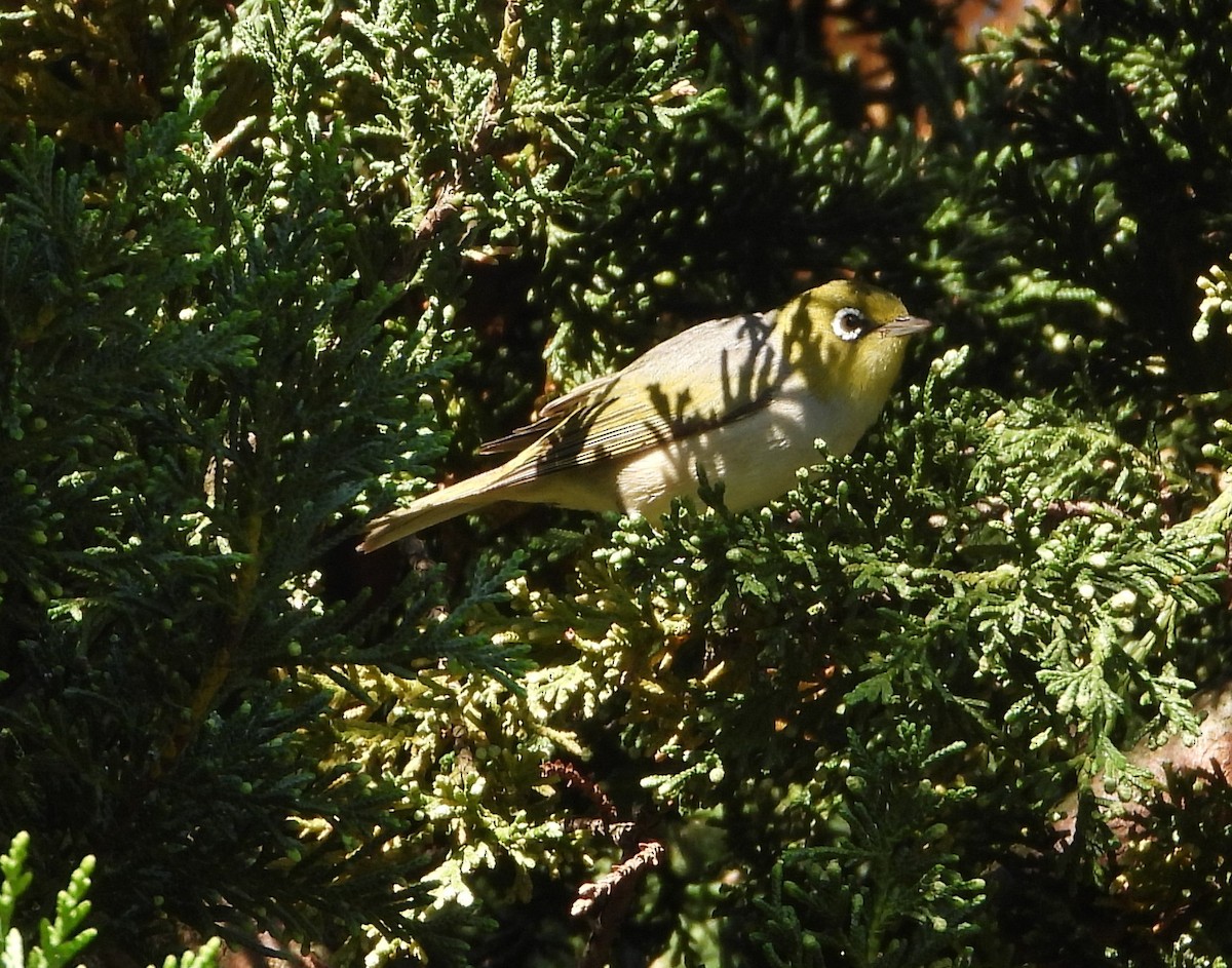 Silvereye - ML646091074